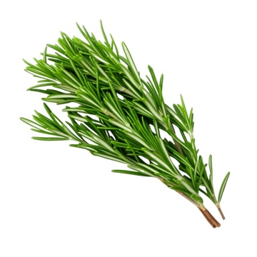 MB ROSEMARY LEAVES /PC